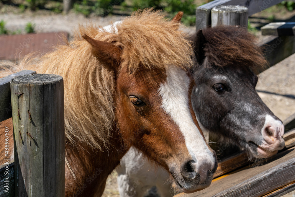 Obraz premium Two Horses