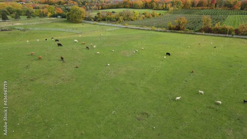 Aerial view of farm animals walking on green grass. Beautiful drone footage of agricultural land. Farm with fields in North America in autumn. Aerial view of farm animals walking on green grass. Beautiful drone footage of agricultural land. Farm with fields in North America in autumn.