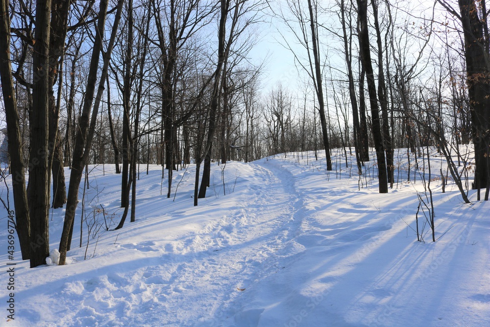 winter in the forest winter in the forest
