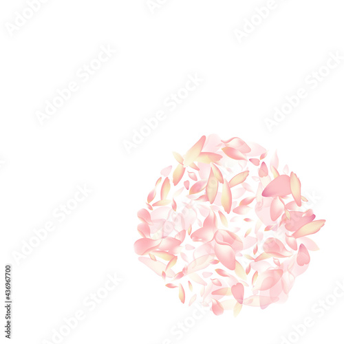 Pink Sakura Petal Vector White Background.