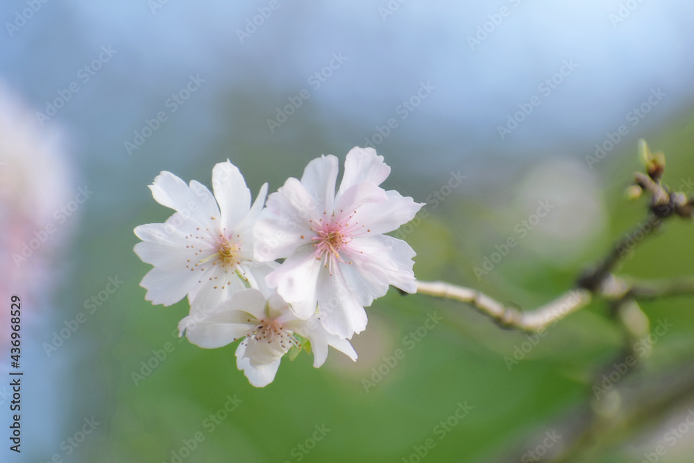 十月桜 十月桜