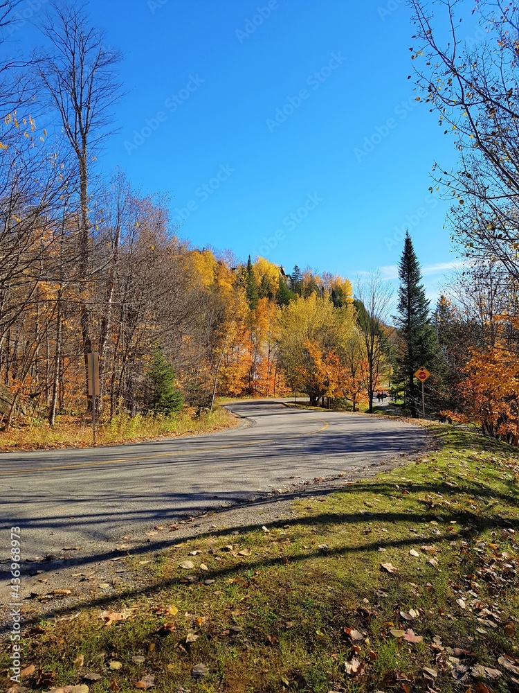 Fototapeta premium autumn in the park