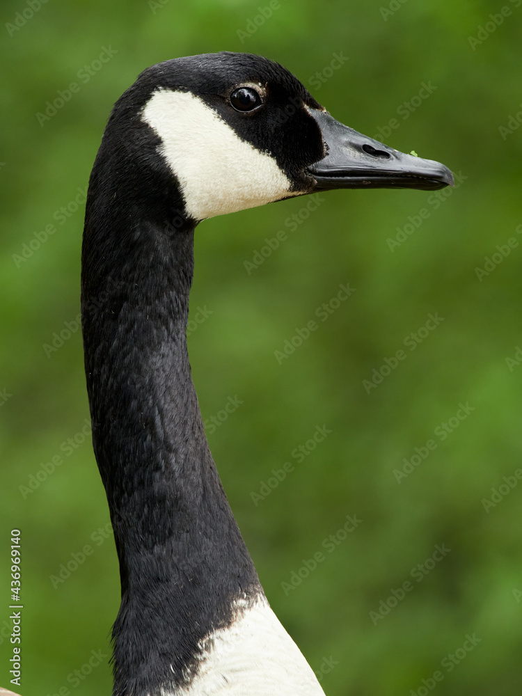 Portrait of a Canada Goose (Branta canadensis) Portrait of a Canada Goose (Branta canadensis)