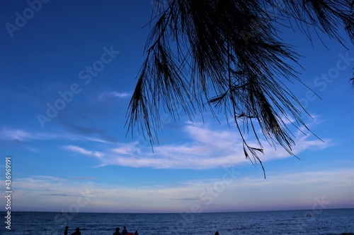 palm tree on the beach