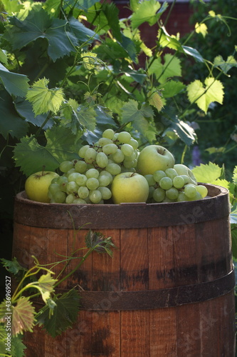 Still life with grapes and apples on a barrel in a vineyard