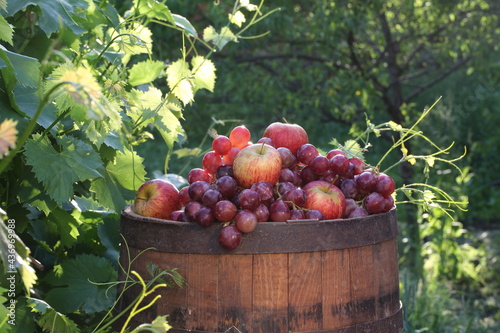 Red grapes with apples on a barrel in a vineyard