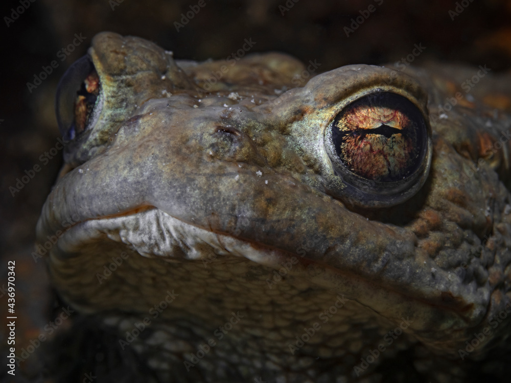 Fototapeta premium Portrait of a male common toad underwater