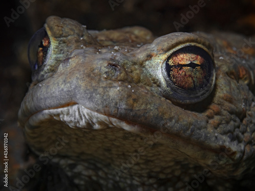 Portrait of a male common toad underwater