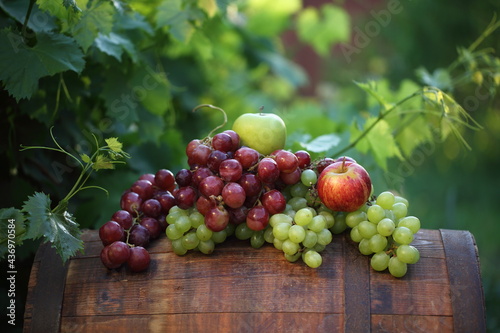 Bunches of red and white grapes with apples on a barrel in a vineyard