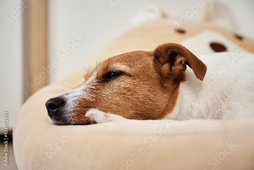 Jack Russell terrier dog sleeps in bed, close up portrait