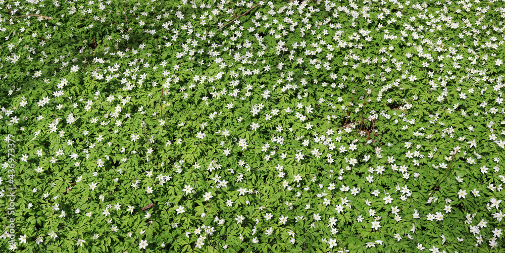 Thousands of white snowdrops blooming in the spring forest glade Thousands of white snowdrops blooming in the spring forest glade