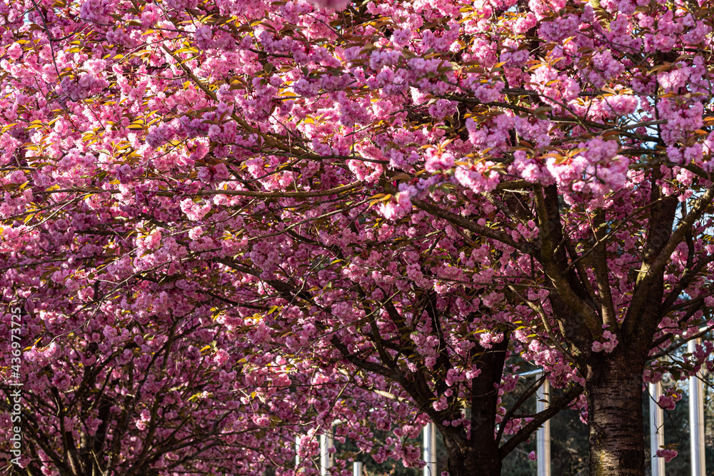 dense cherry blossom on the roadside on a sunny day dense cherry blossom on the roadside on a sunny day