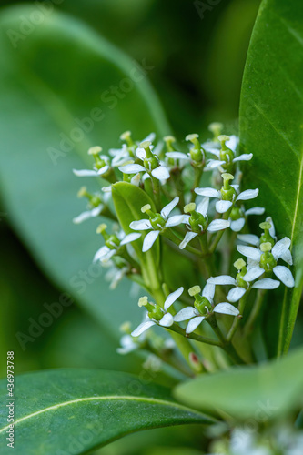 Obraz na plátně few beautiful white bush flowers blooming under the shade in the harden