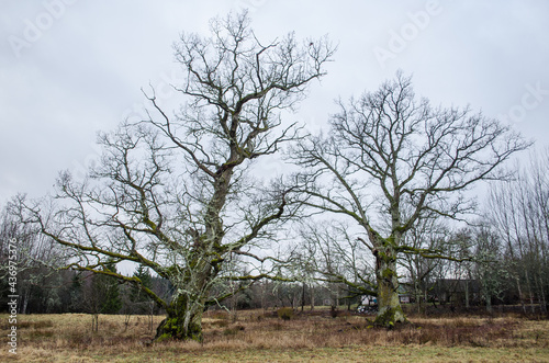 Old oak with a cavity  Rumba  Latvia
