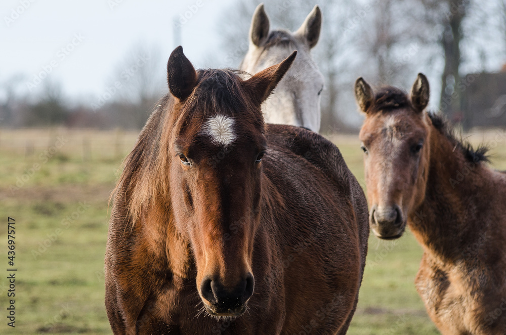 Group of three horses on the pasture.