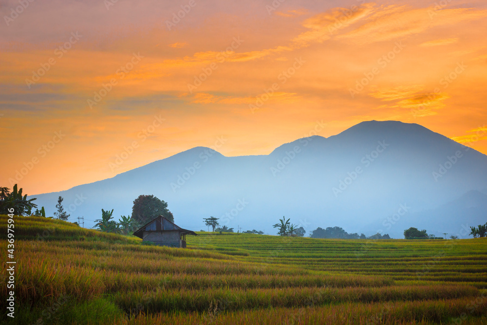 landscape view The vast expanse of yellow rice fields in the morning with an old hut in the village of Kemumu Indonesia