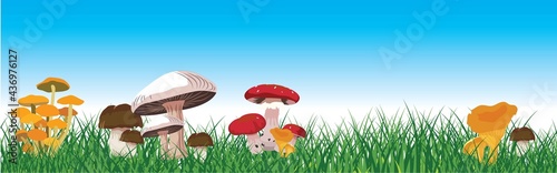 mushroom in nature. Vector illustration
