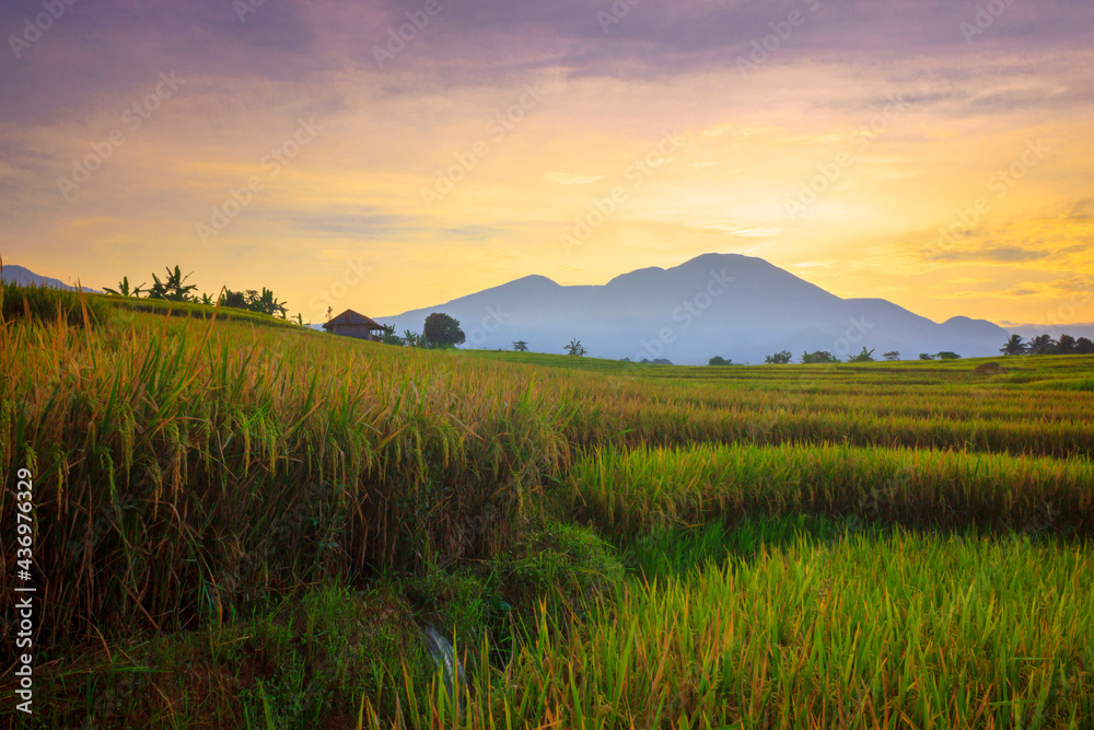 landscape view The vast expanse of yellow rice fields in the morning with the beautiful red blue sky in Indonesia