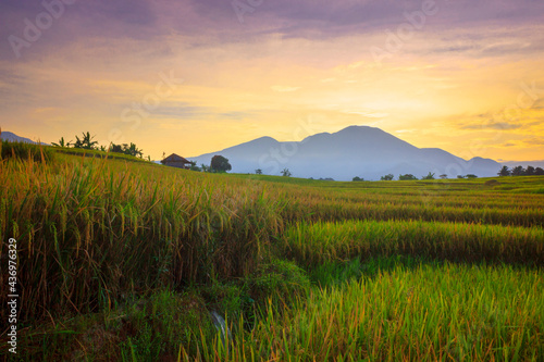 landscape view The vast expanse of yellow rice fields in the morning with the beautiful red blue sky in Indonesia