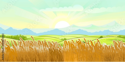 Wheat fields. Rural village landscape. Meadow hills and pastures. Ears of cereals: barley, rye. Summer rustic farm landscape. Illustration. Vector