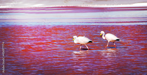 Two James's flamingos  in the Laguna Colorada in the Bolivian Andes. photo