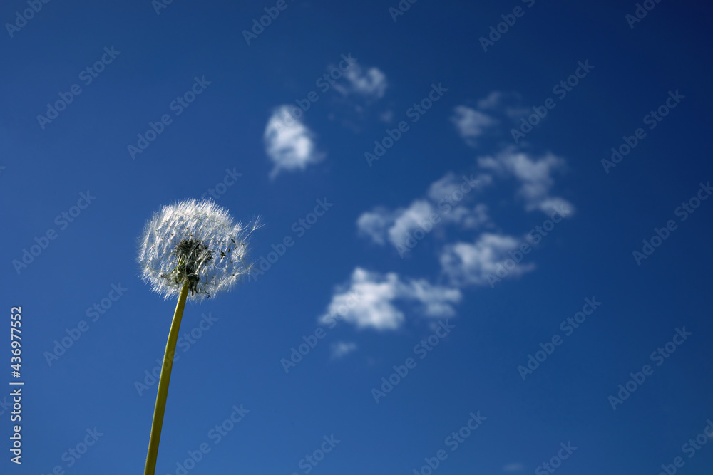 A white fluffy dandelion on blue sky. A round head of a summer plant. The concept of freedom, dreams of the future A white fluffy dandelion on blue sky. A round head of a summer plant. The concept of freedom, dreams of the future