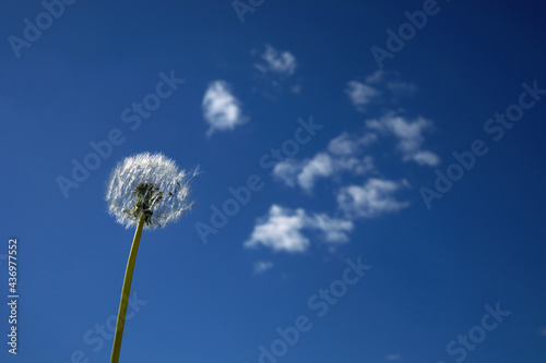 A white fluffy dandelion on blue sky. A round head of a summer plant. The concept of freedom  dreams of the future