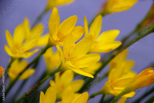 Fresh Yellow Colors Of Flowers. Perfect Yellow. Flowers Wallpaper. Notebook wallpaper. Mobile Wallpaper 