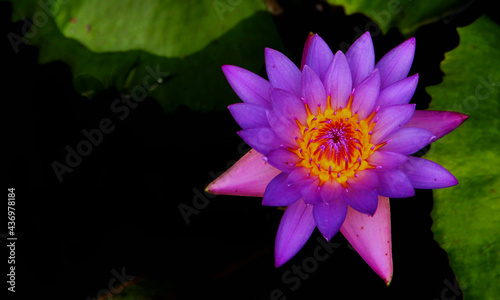 Magical Indian Lotus Flower. Love of Lotus Flower.