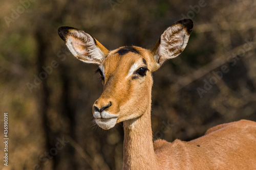 Female Impala stares across the grasslands in the Kruger Park  South Africa