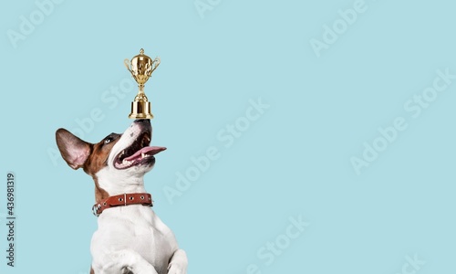 Fotografie Dog.