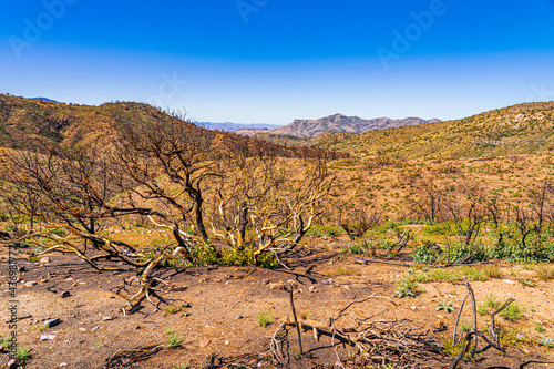 The desert landscape begins to recover from the fire 