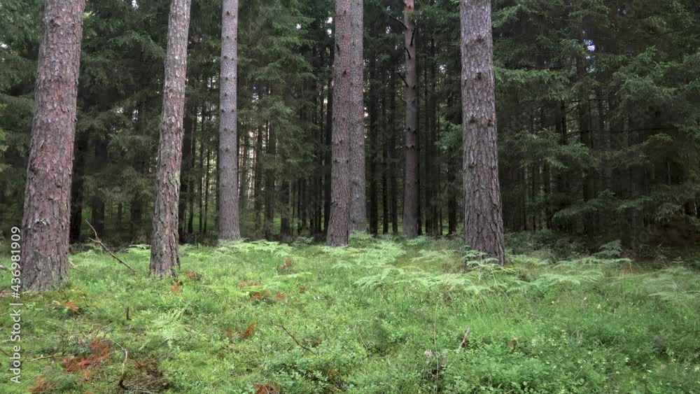 First person view of the summer pine forest. Walking slowly in the woods among the pines. Shades from the trees play on the green forest floor. Beautiful Lithuania nature. First person view of the summer pine forest. Walking slowly in the woods among the pines. Shades from the trees play on the green forest floor. Beautiful Lithuania nature.