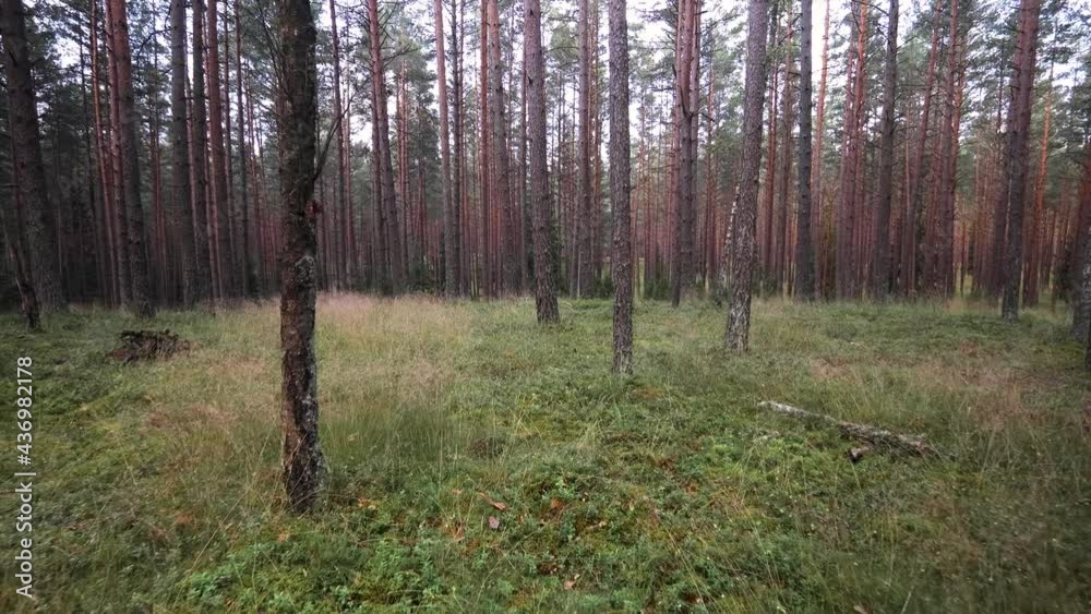 First person view of the summer pine forest. Walking slowly in the woods among the pines. Shades from the trees play on the green forest floor. Beautiful Lithuania nature. First person view of the summer pine forest. Walking slowly in the woods among the pines. Shades from the trees play on the green forest floor. Beautiful Lithuania nature.