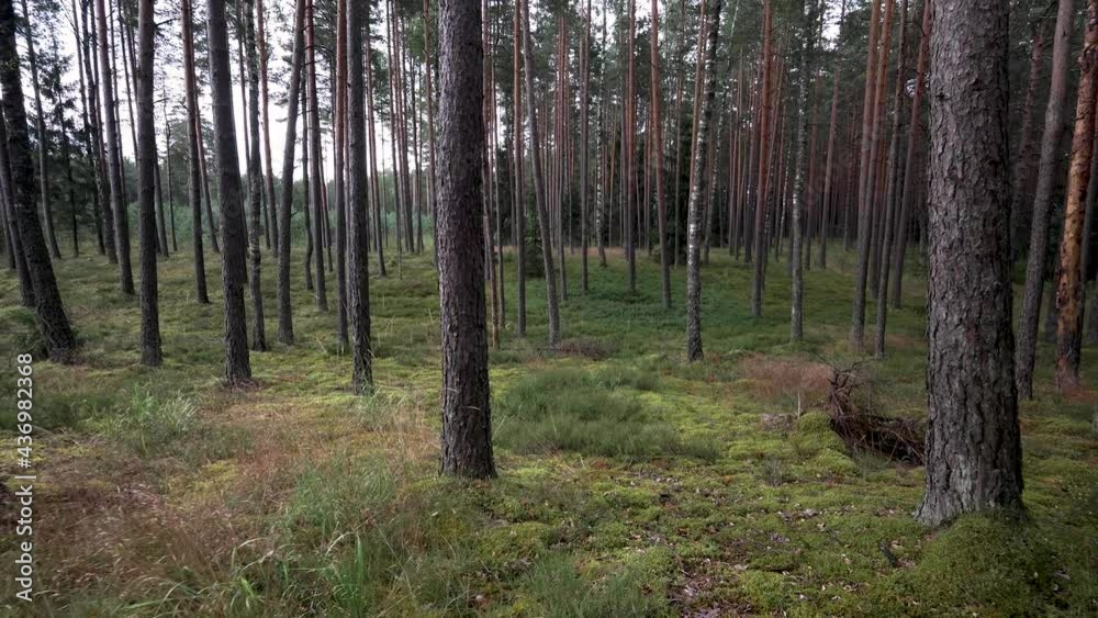 First person view of the summer pine forest. Walking slowly in the woods among the pines. Shades from the trees play on the green forest floor. Beautiful Lithuania nature. First person view of the summer pine forest. Walking slowly in the woods among the pines. Shades from the trees play on the green forest floor. Beautiful Lithuania nature.