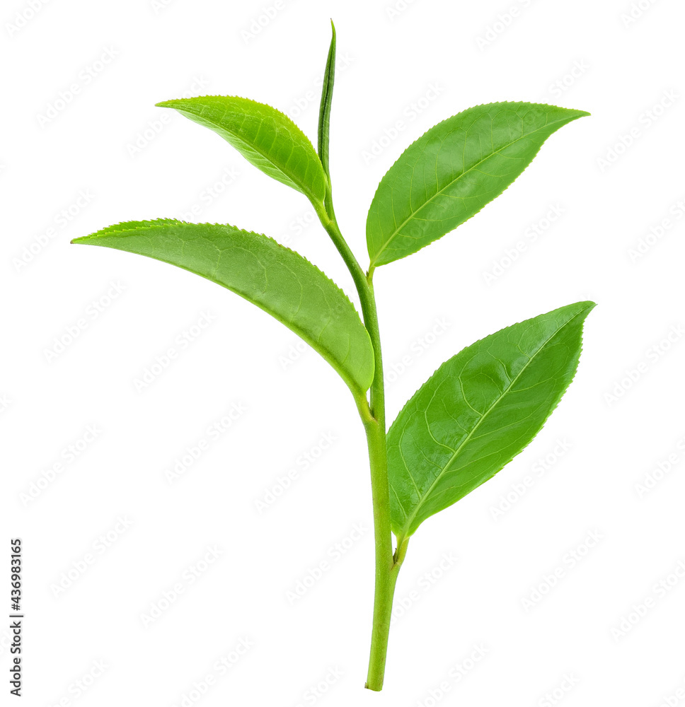 Green tea leaf isolated on white background Green tea leaf isolated on white background