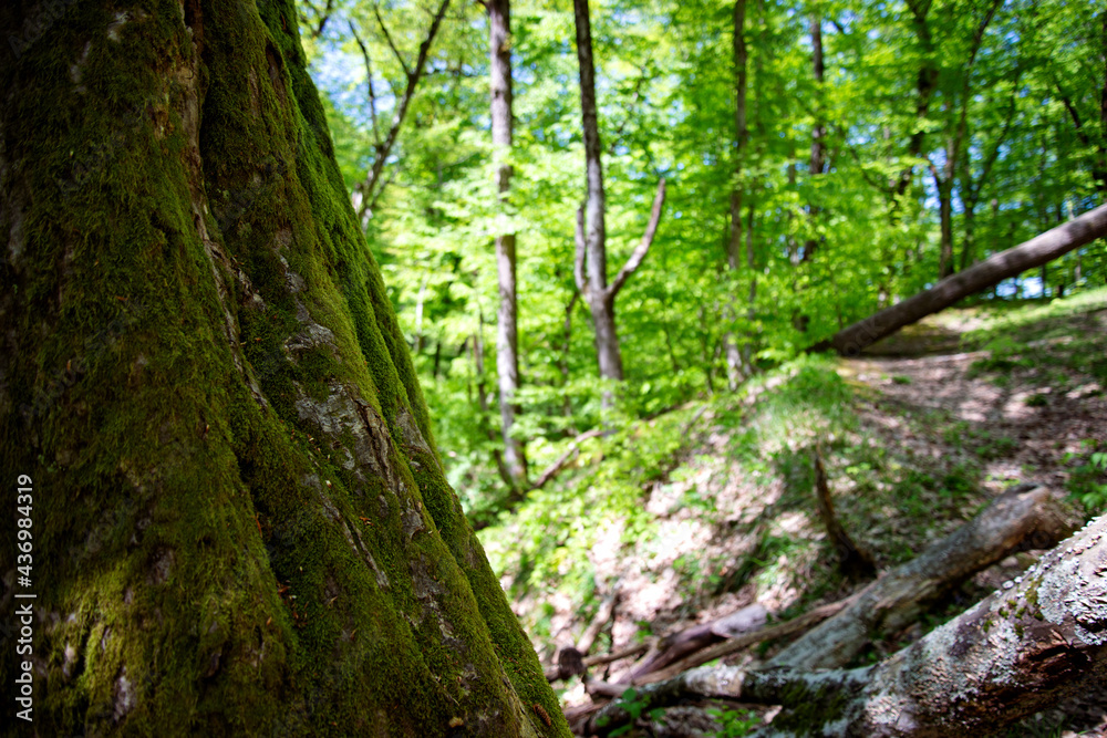 Beautiful interlacing of trees. Bark Tesxtura. Mysterious forest background. Beautiful interlacing of trees. Bark Tesxtura. Mysterious forest background.