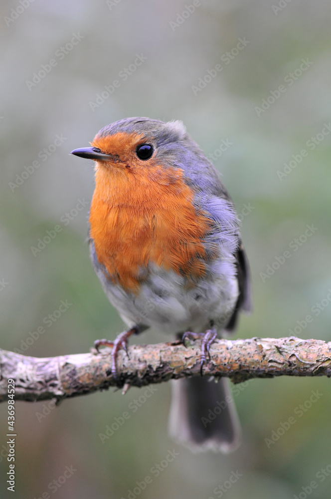 Rotkehlchen (Erithacus rubecula)