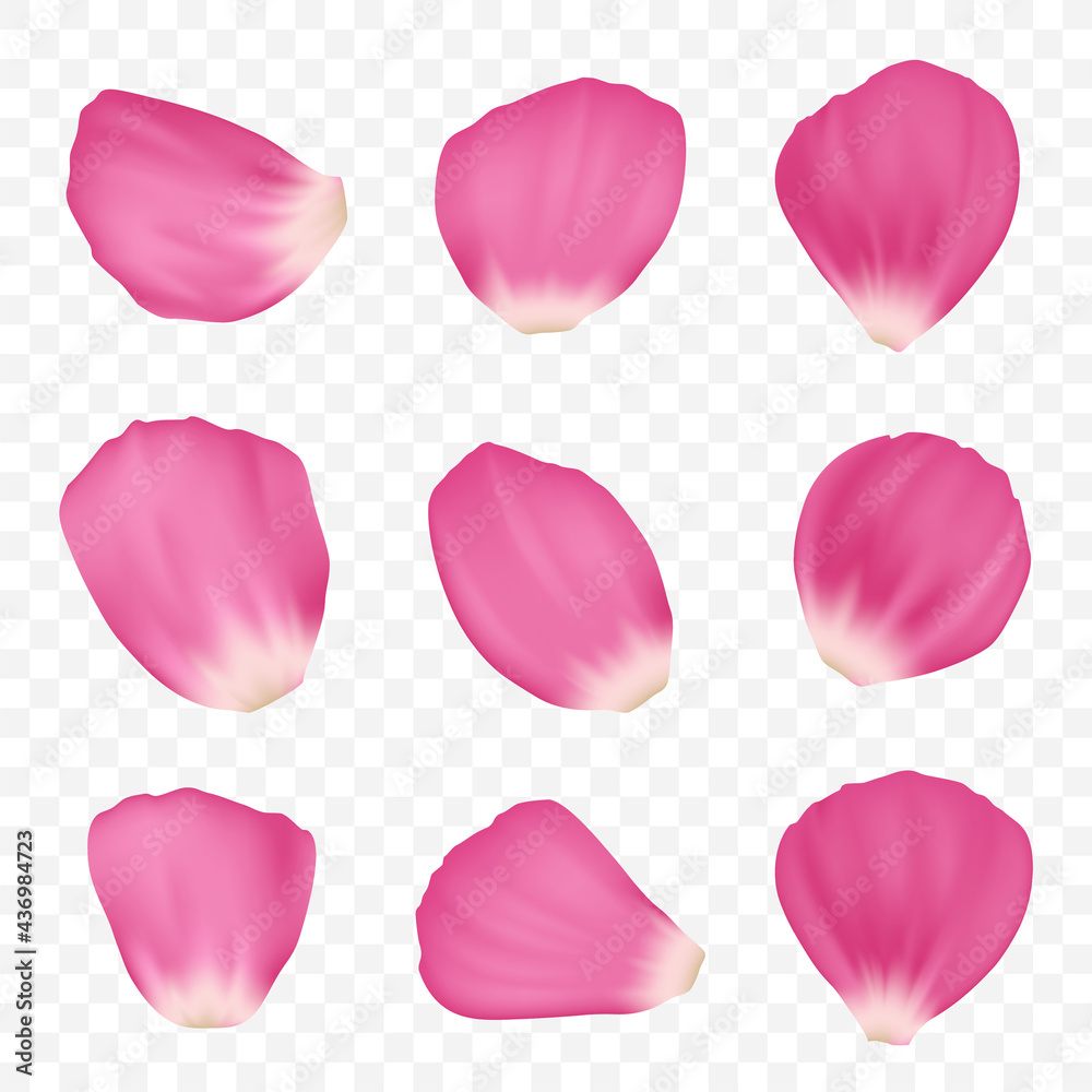 Set of pink rose petals. Template is isolated on a transparent background