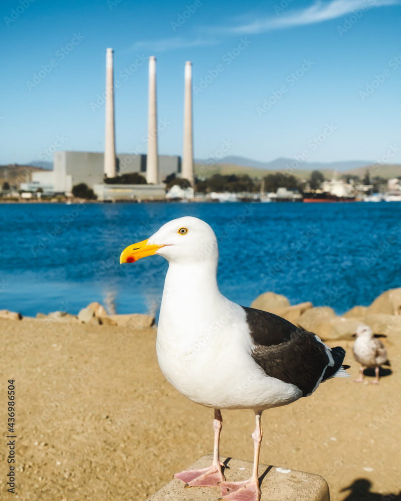 Obraz premium Morro Bay, California, USA - May 27, 2021 Seagull on the beach. Close up portrait of bird, Morro Bay State Park, California