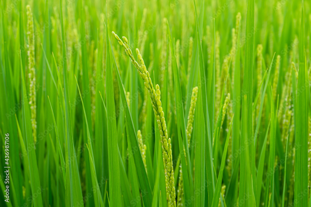 Upcoming harvest, green rice close-up, blurred background Upcoming harvest, green rice close-up, blurred background