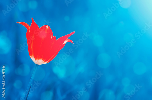Red tulip on blue ghostly background with bokeh. photo