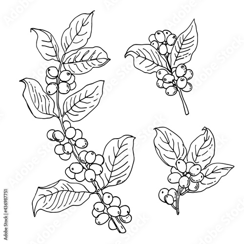 Branch of coffee  berries. Vector food icons. Colored sketch of food products.