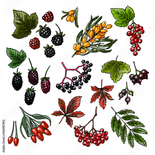 Berries sketch vector food. Blackberry, Currant, sea buckthorn, maiden grapes, mountain ash, goji, boysenberry, jostaberry