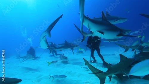 Divers with pack of sharks in school of fish in underwater marine wildlife. Dangerous animals and diving on seabed of ocean. Dive show Shark feading in Bahamas on Pacific Ocean. photo