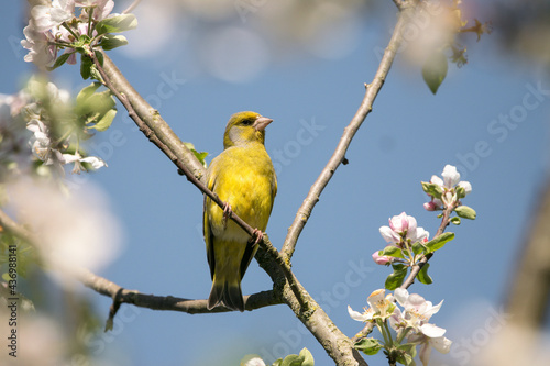 Ein Grünfink sitzt auf einem Ast im blühenden Apfelbaum.