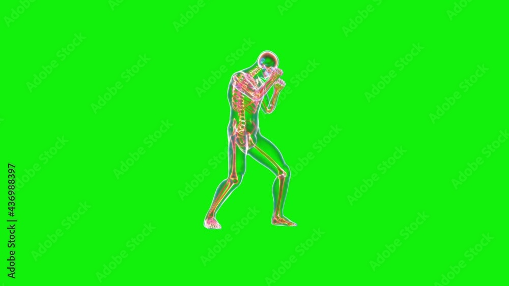 Athlete XRay Boxing, Side View, Seamless Loop, Green Screen Chromakey