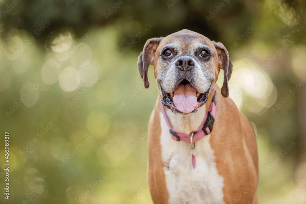 Old boxer dog in the forest