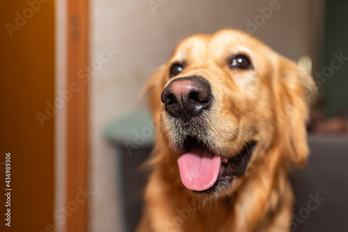 Golden retriever dog pose mouth open at home and looking at the camera.golden labrador portrait.Closeup.