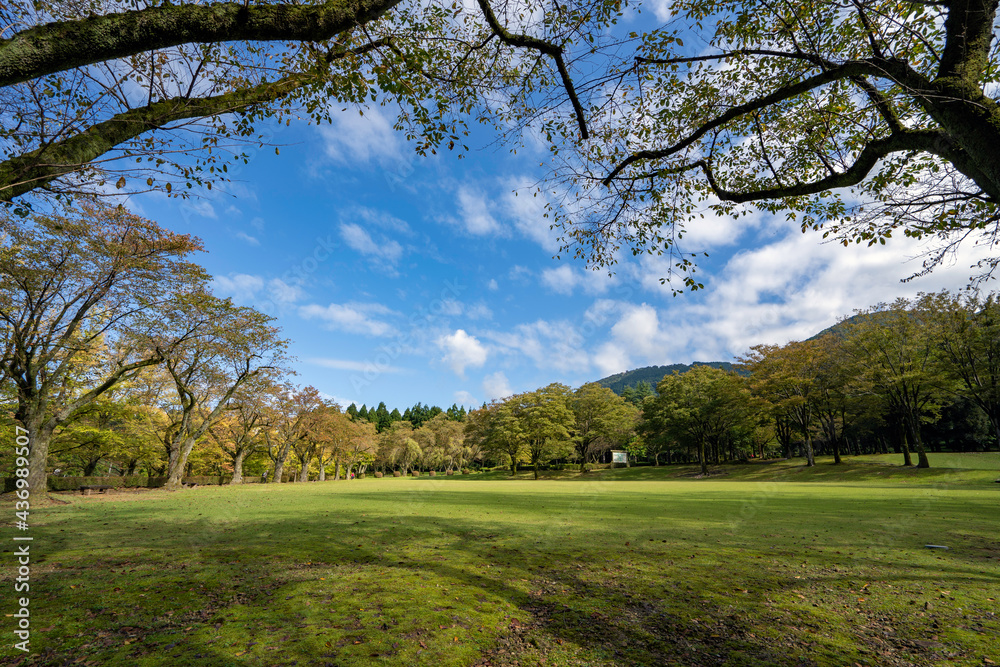 Obraz premium 秋の樹木公園